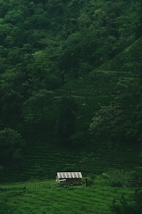 A small house with a patterned roof is nestled among lush, dense green foliage on a hillside. The surrounding landscape is dominated by varying shades of green from the grass, trees, and bushes, creating a natural and serene environment.