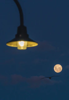 A glowing violet street lamp with fluttering death head hawk moths under a full moon.