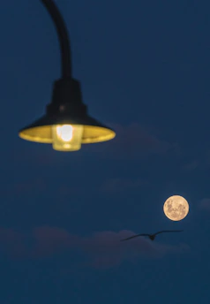 A glowing violet street lamp with fluttering death head hawk moths under a full moon.