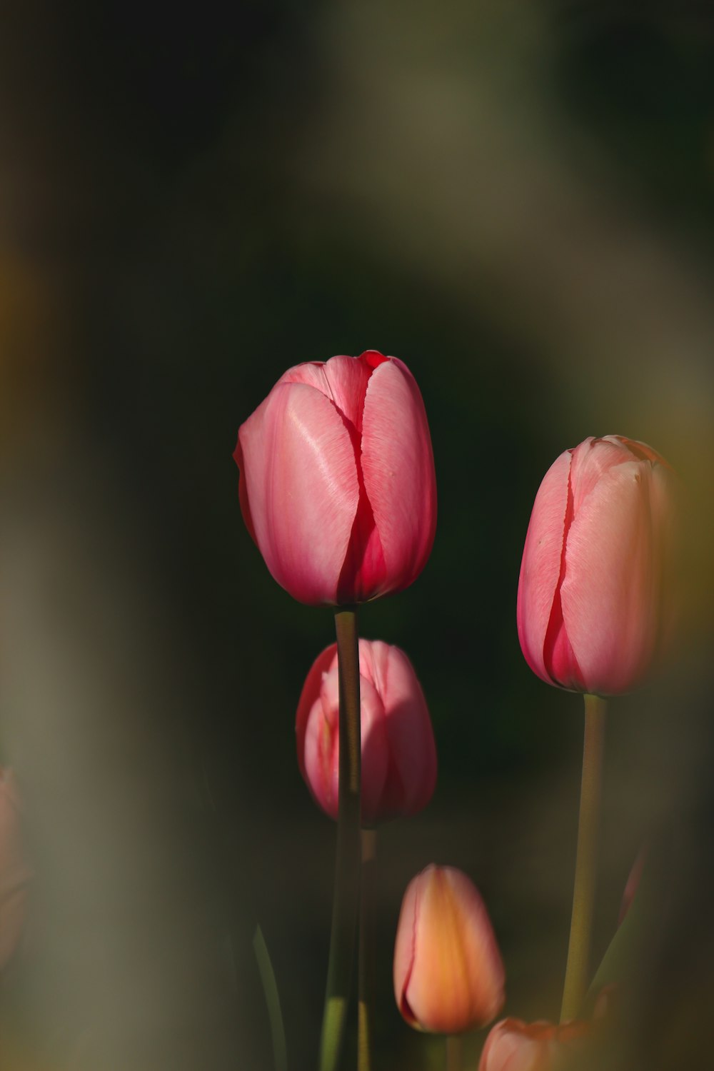 three pink tulips with a blurry background