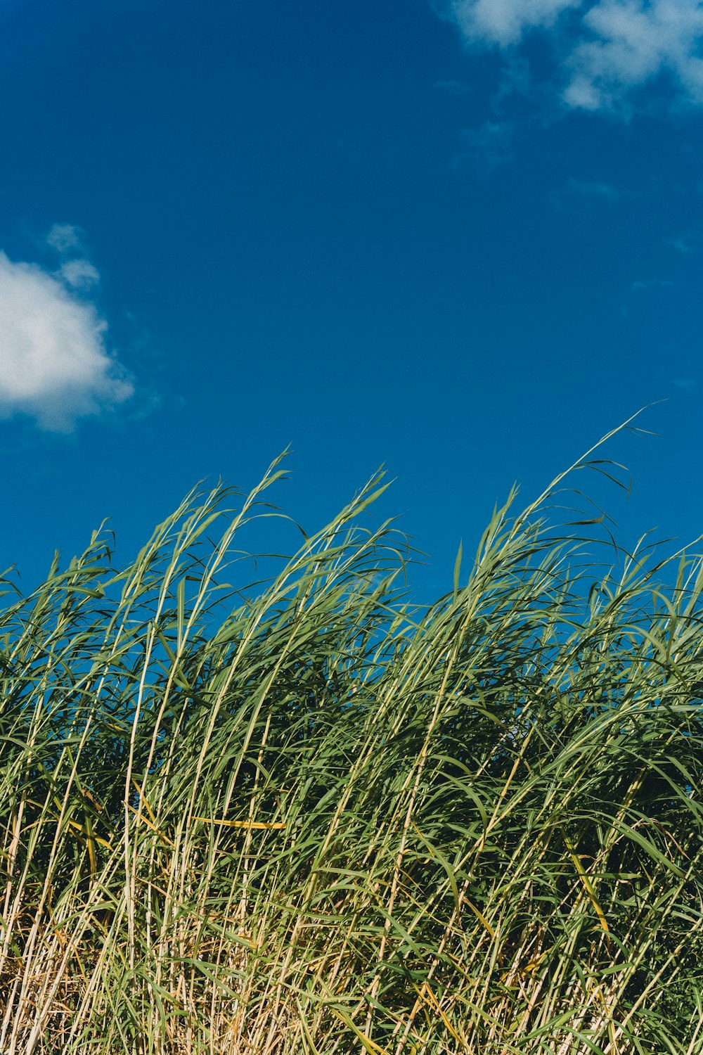 tall grass blowing in the wind on a sunny day