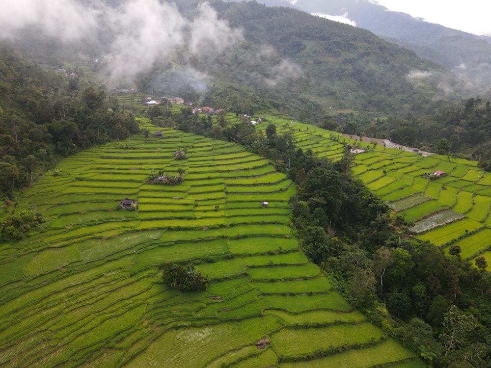 a lush green field with a mountain in the background