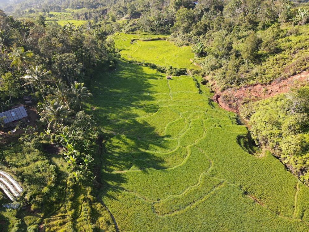 an aerial view of a lush green rice field