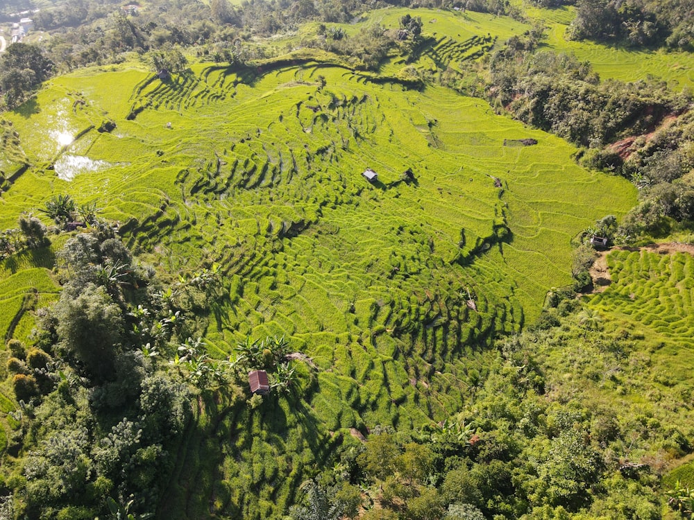 an aerial view of a lush green field