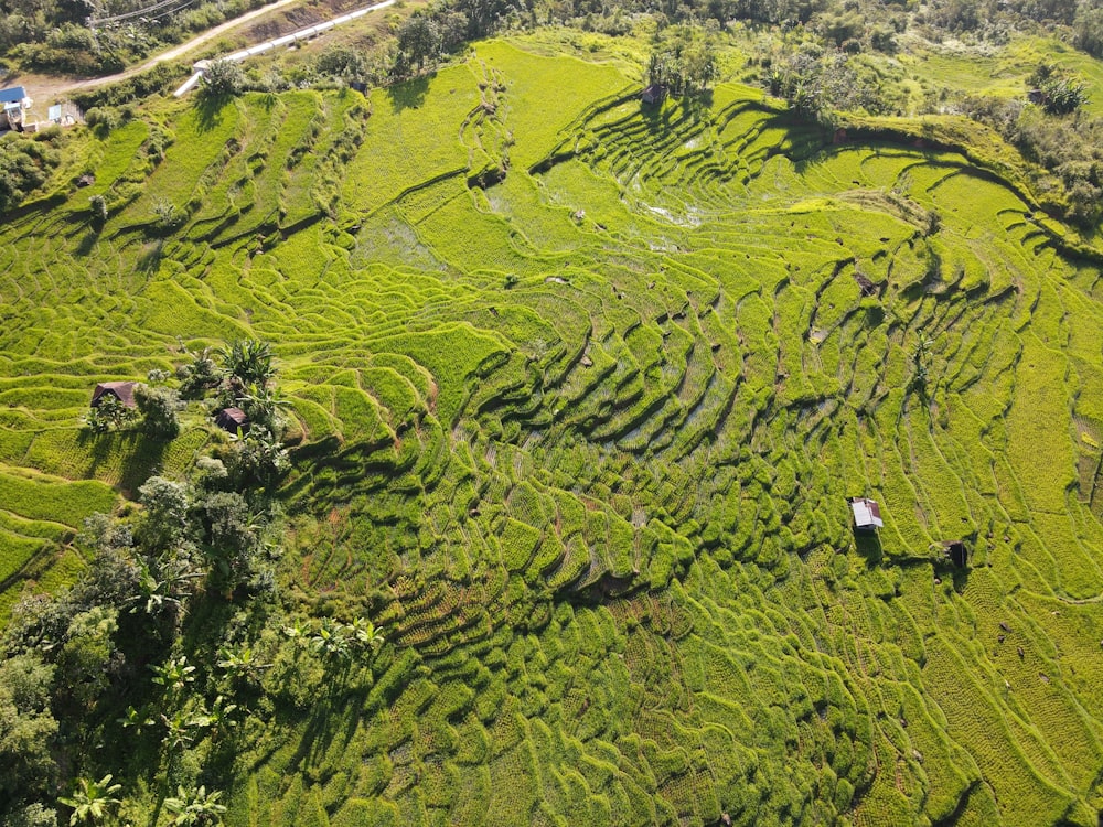 an aerial view of a lush green rice field