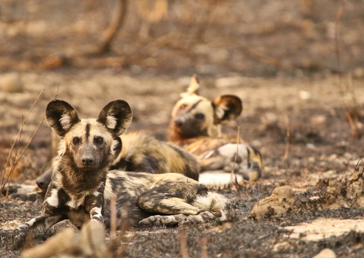 A pack of African wild dogs resting on bare, burnt ground