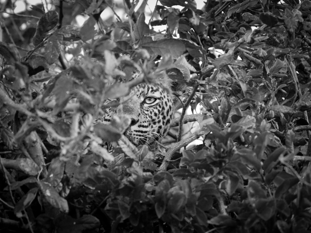 a black and white photo of a leopard in a tree