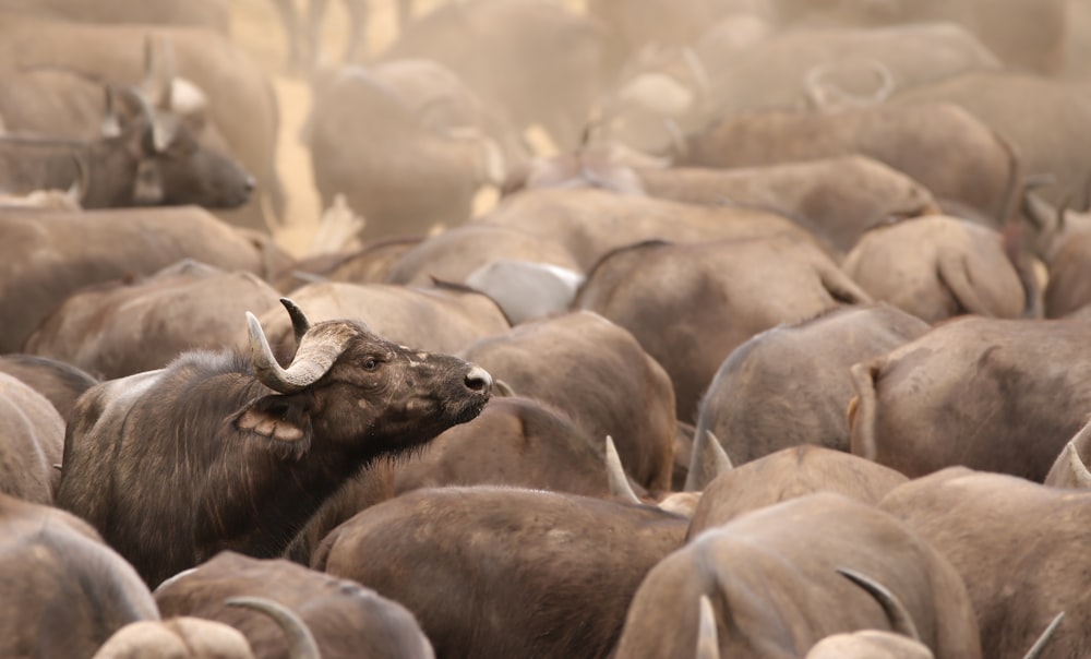 a large herd of animals standing next to each other