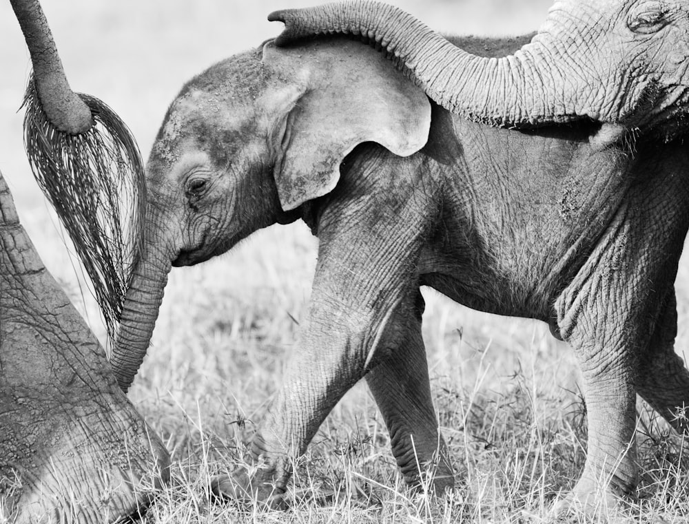 a baby elephant standing next to an adult elephant