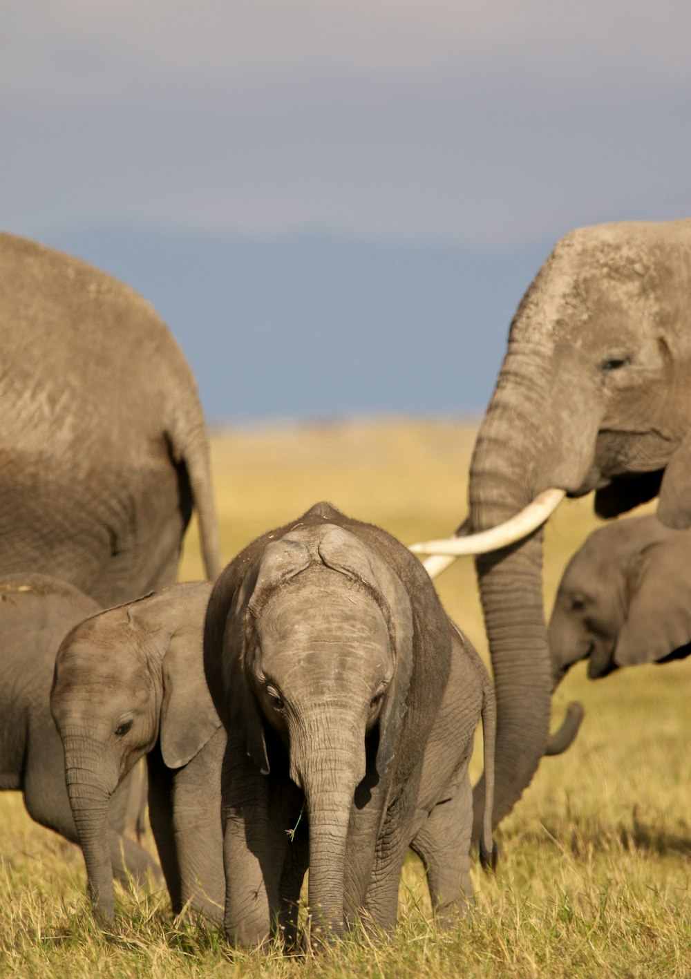 a herd of elephants walking across a grass covered field