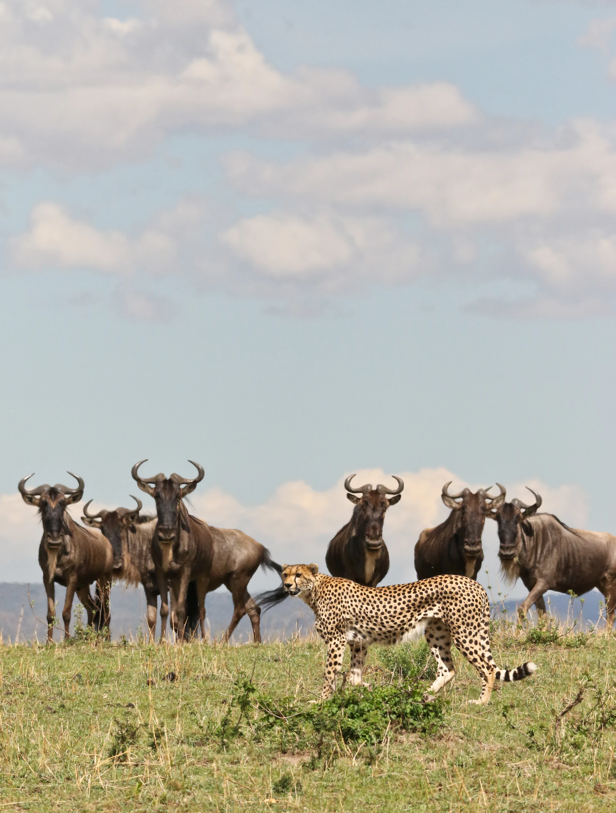 Cheetah watching a herd of wildebeest on the plains