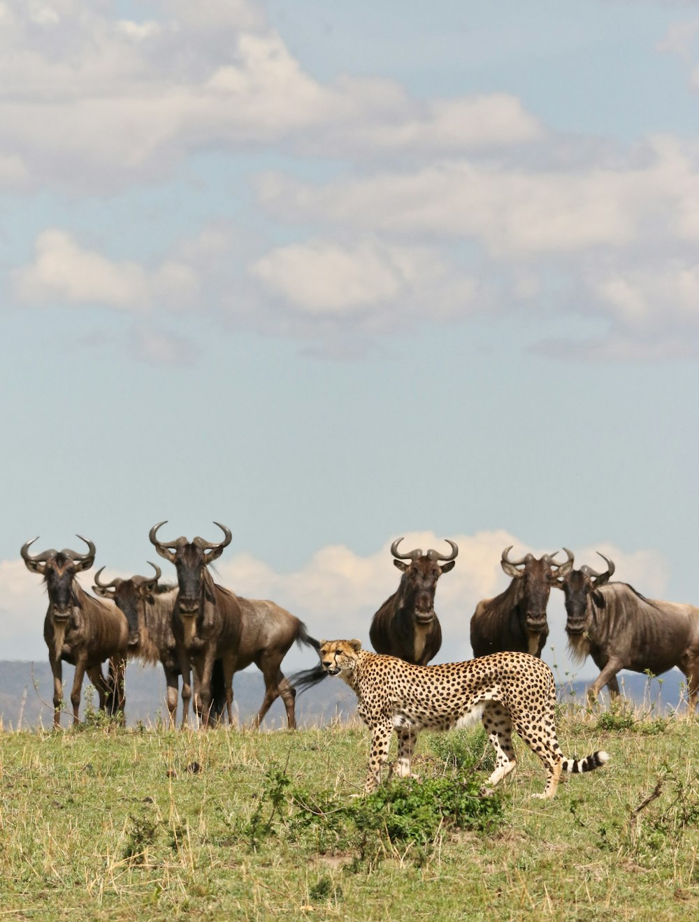 a cheetah and a herd of wildebeests on a grassy plain
