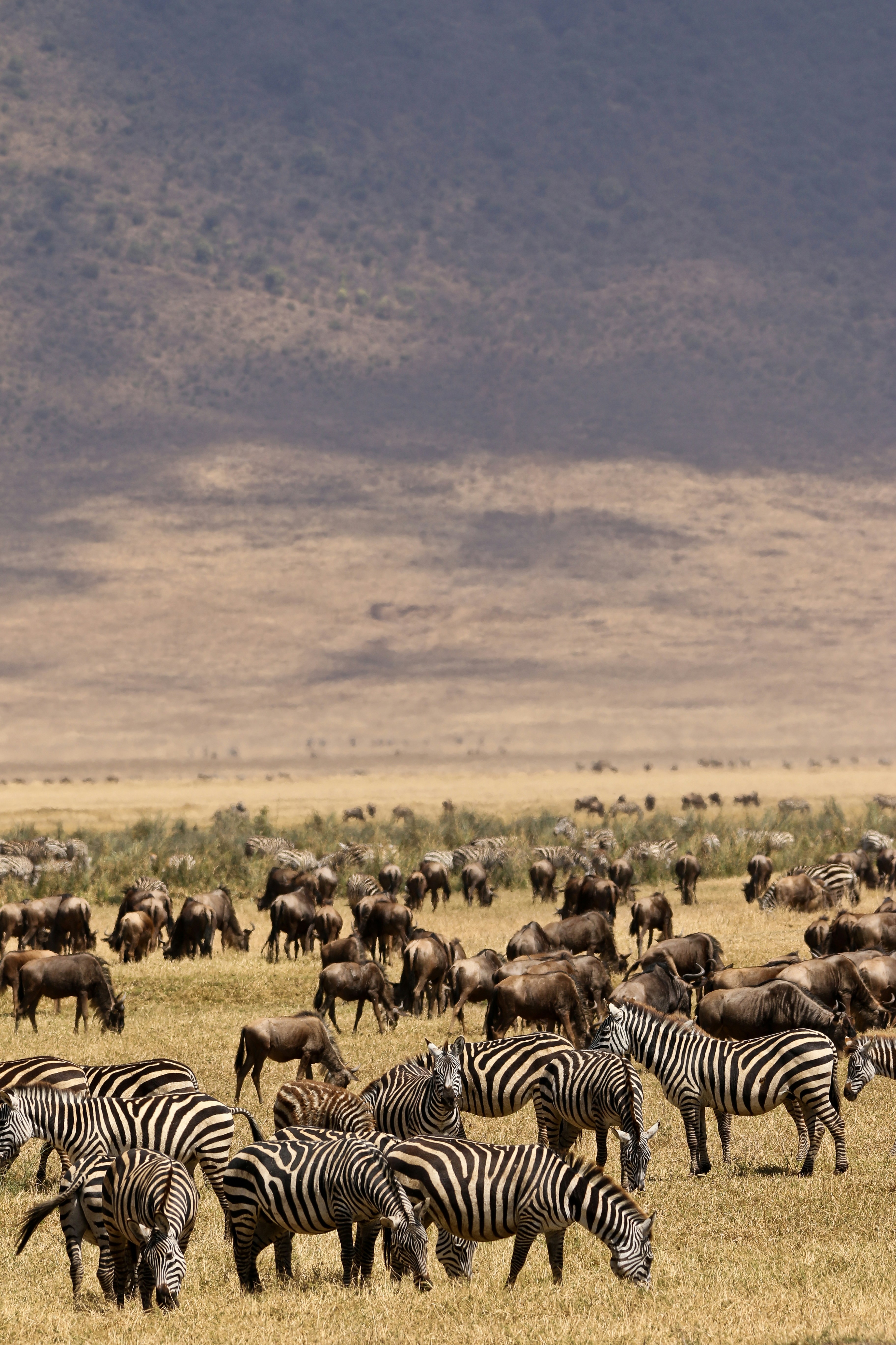 African Wildlife Safari
