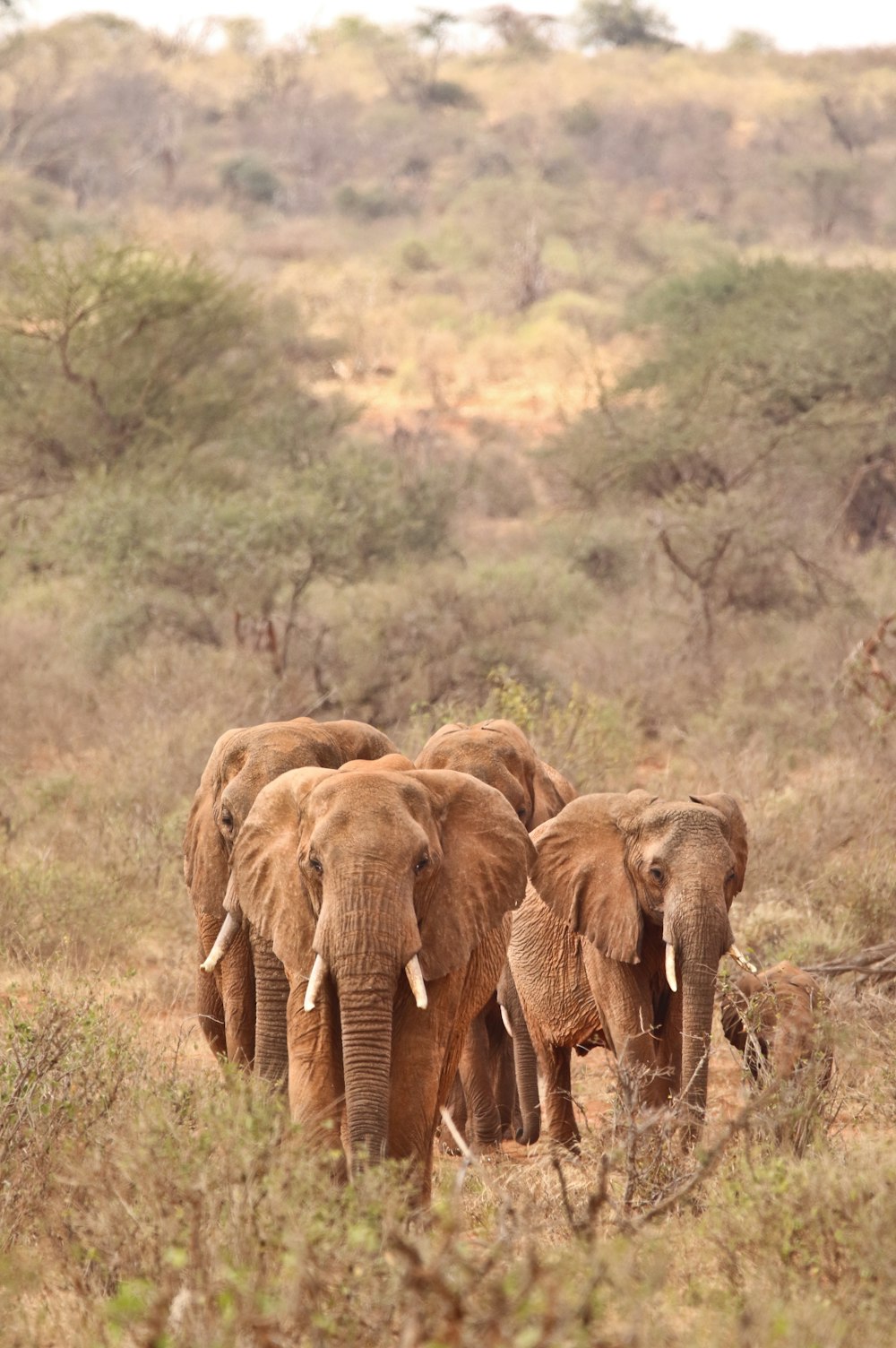 a herd of elephants walking across a dry grass field