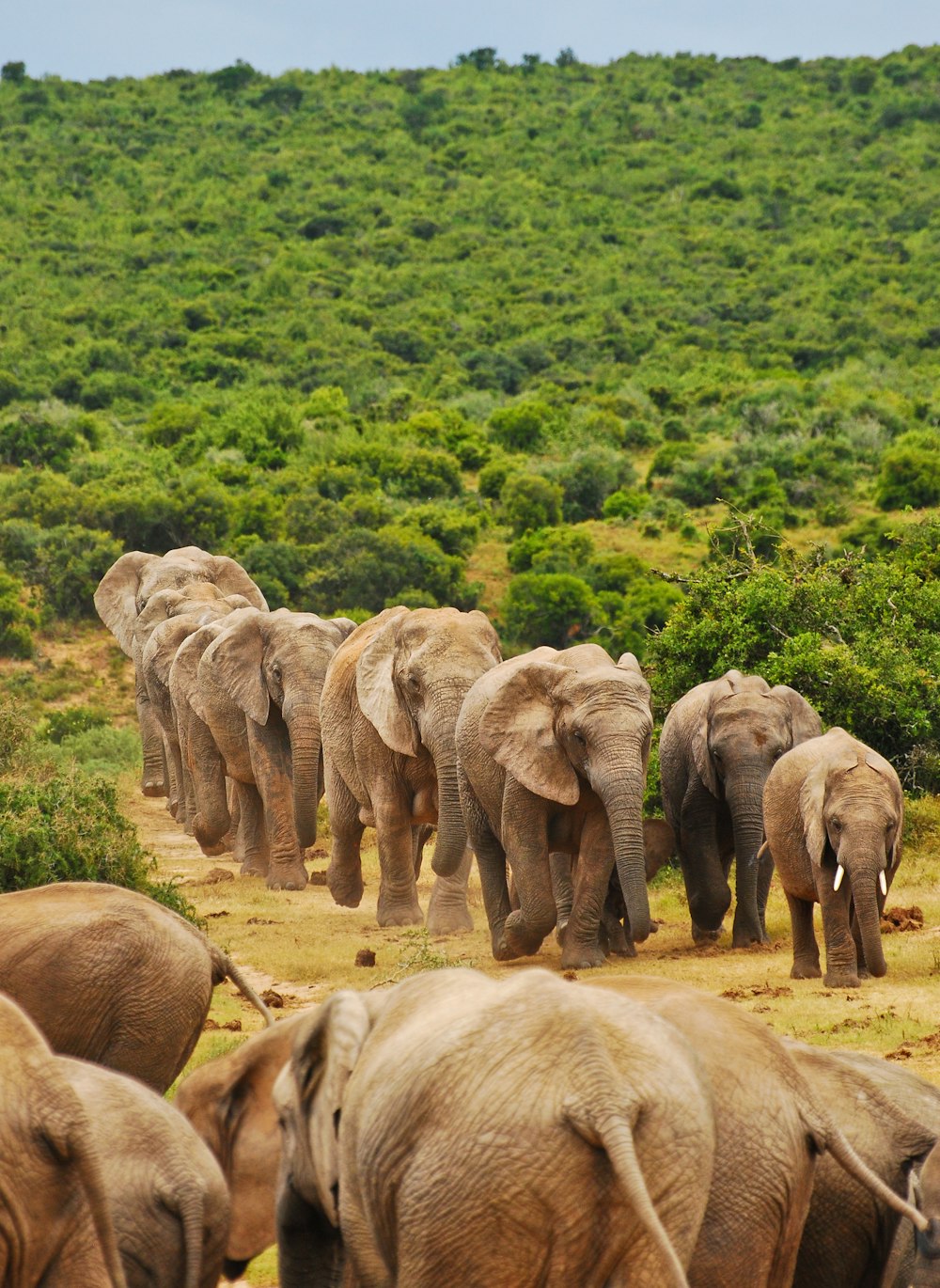 a herd of elephants walking down a dirt road