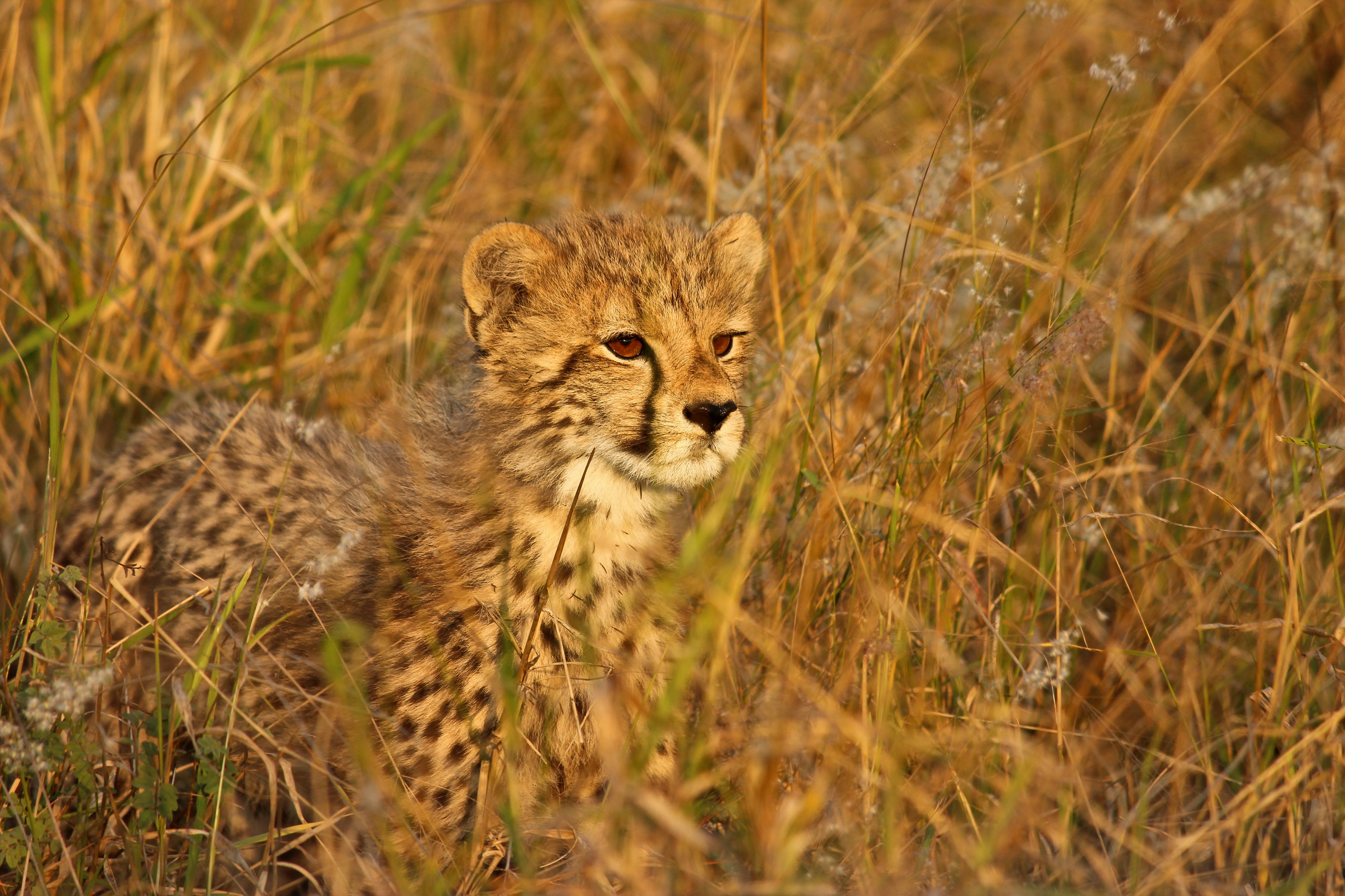 A cheetah cub looking through tall bushveld.