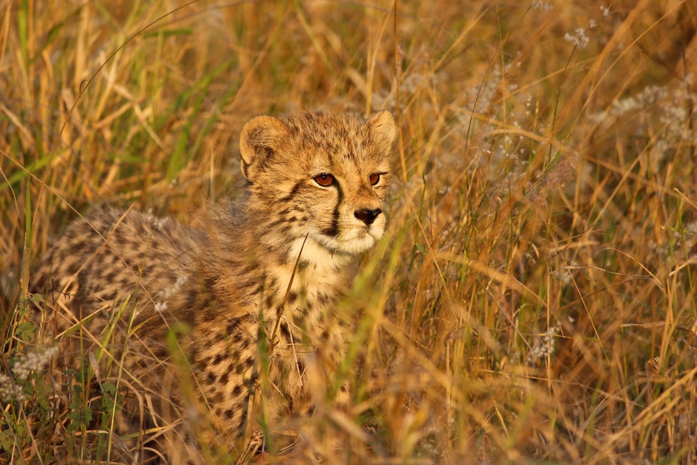 a cheetah cub in a field of tall grass