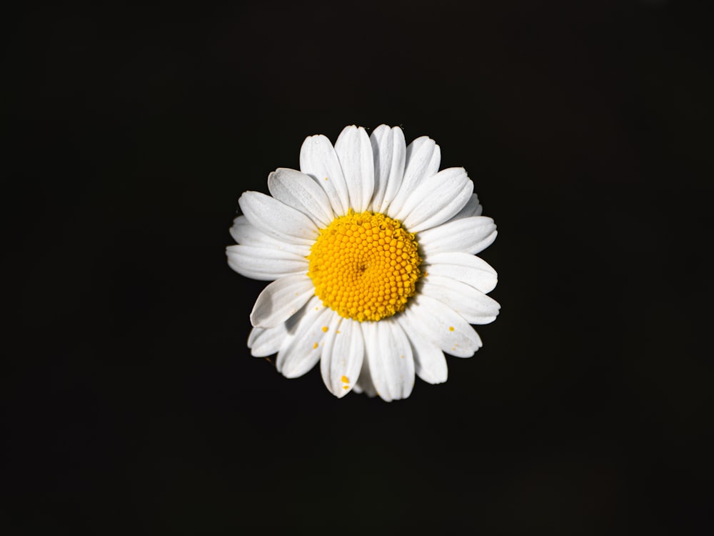 a close up of a flower on a black background