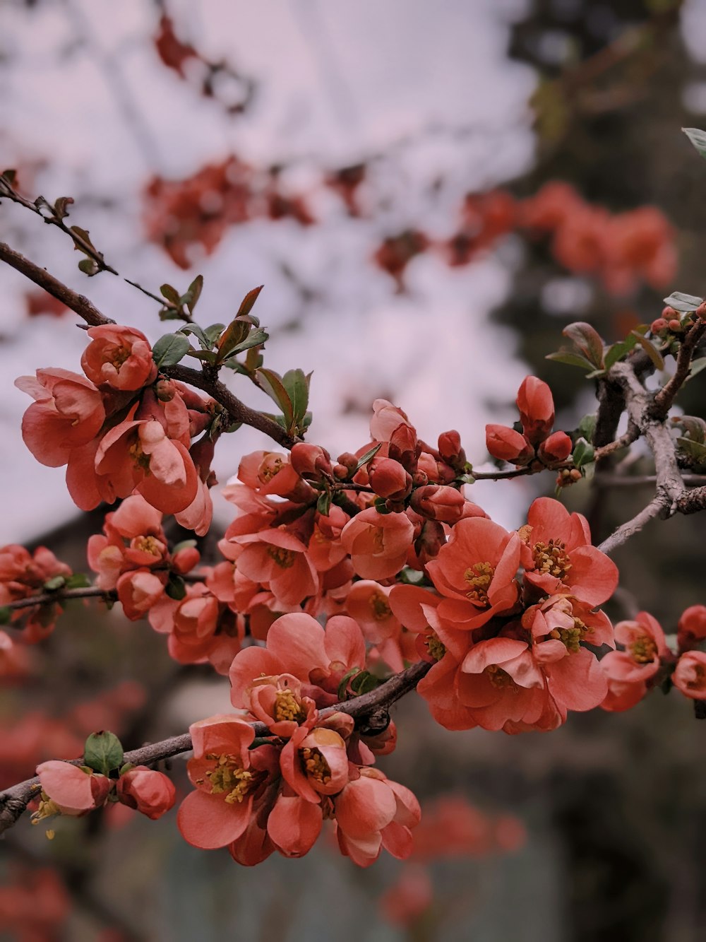 a branch of a tree with red flowers