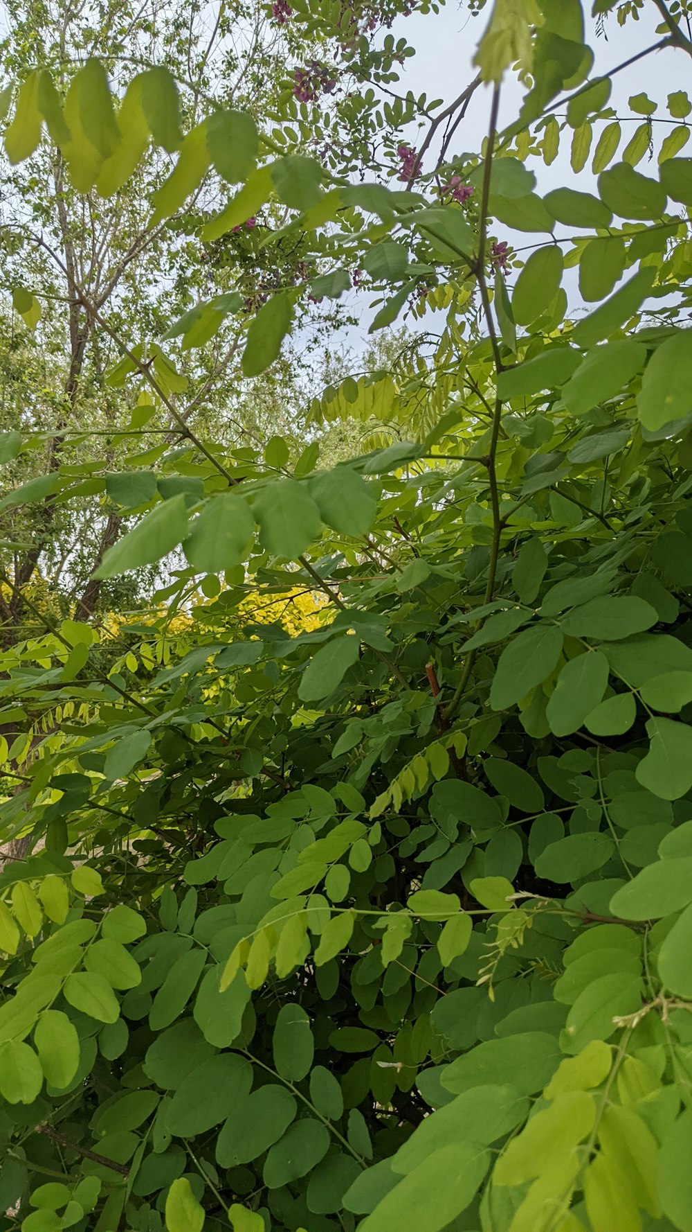 a bird perched on top of a tree branch