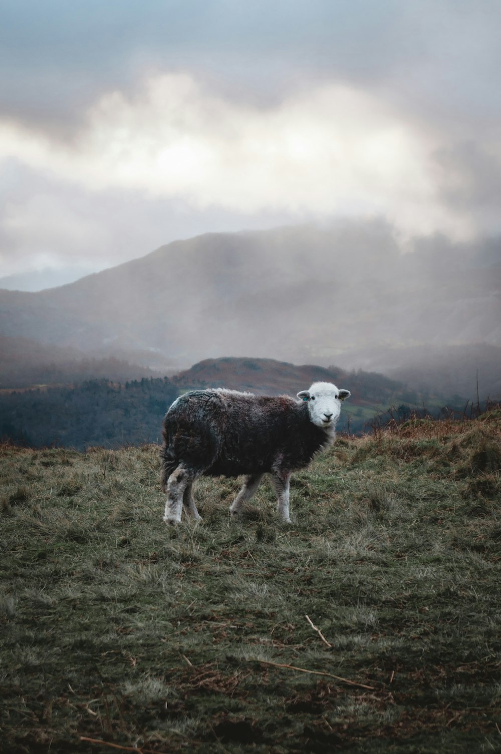 Ein schwarz-weißes Schaf steht auf einem grasbedeckten Feld