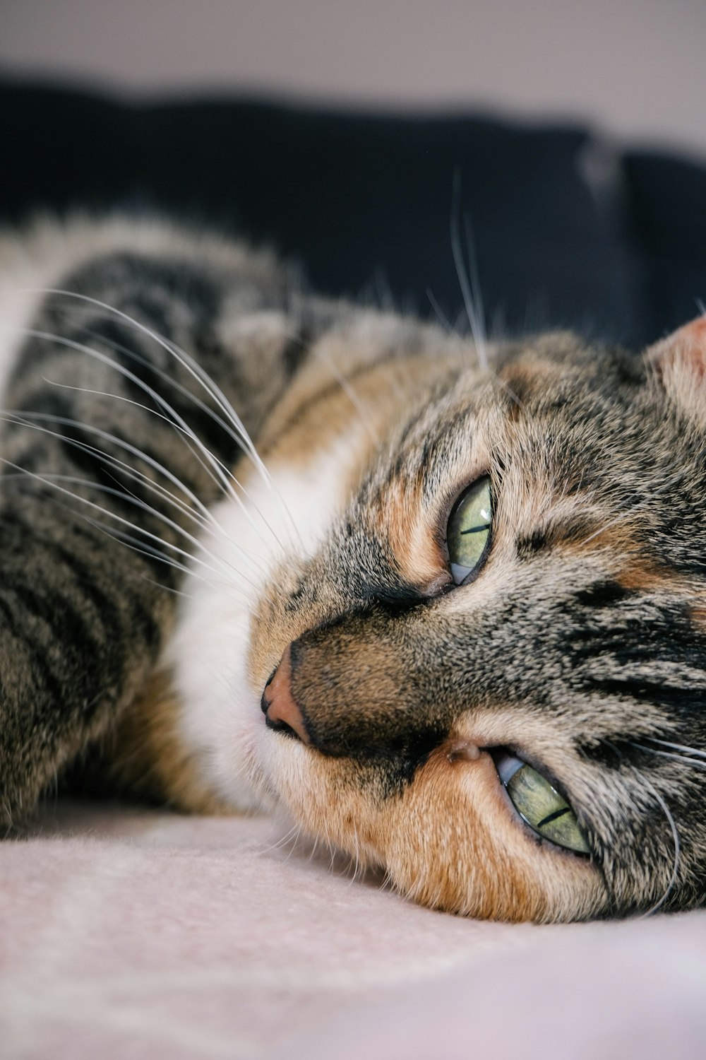 a close up of a cat laying on a bed