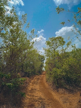 a dirt road surrounded by trees and bushes