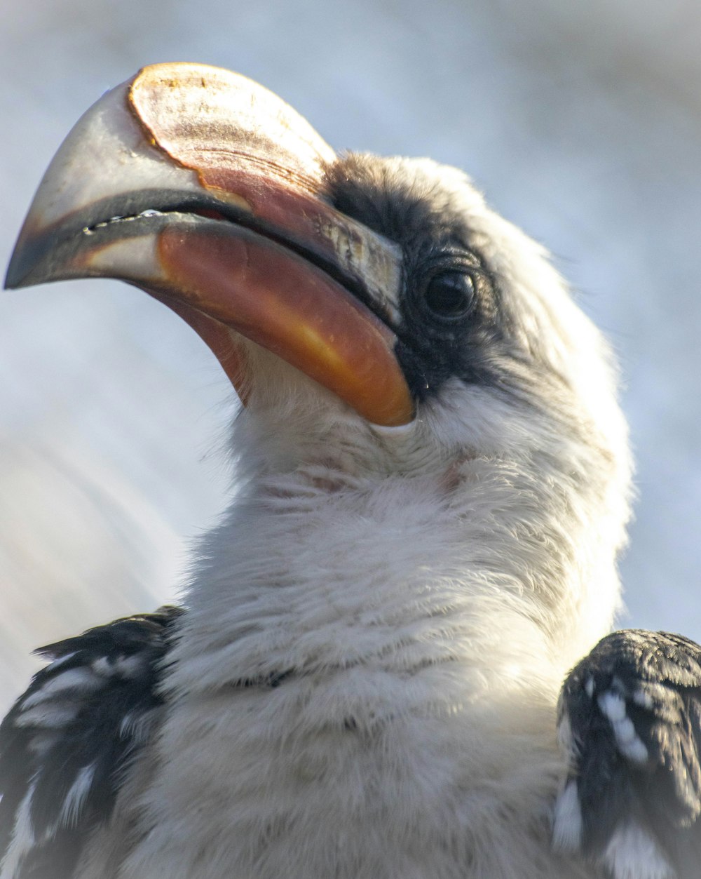 a close up of a bird with a large beak