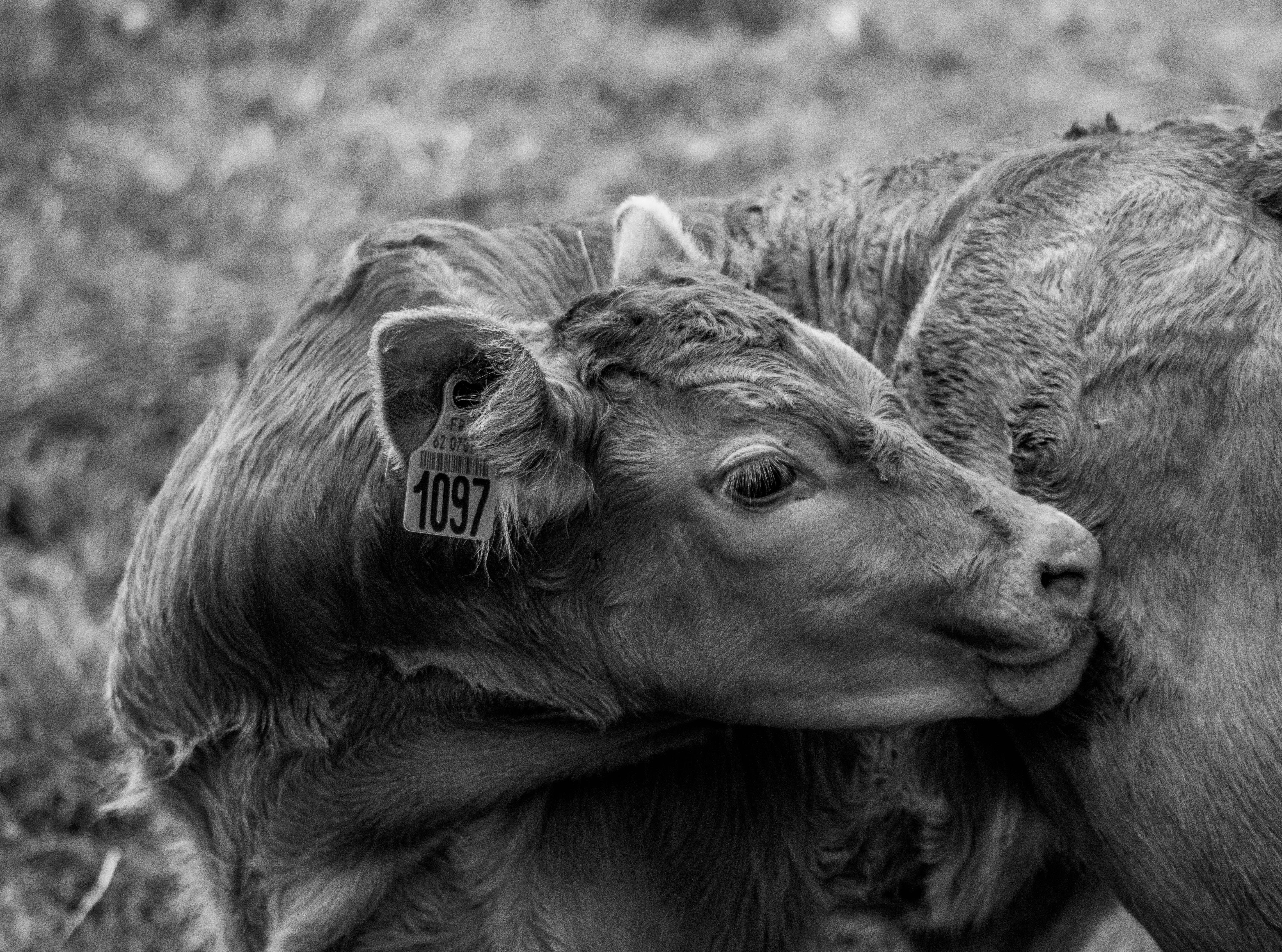 a couple of cows that are standing in the grass