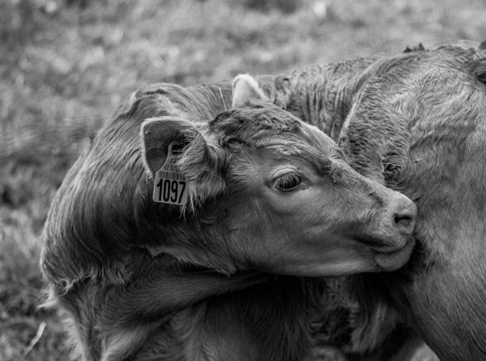 a couple of cows that are standing in the grass