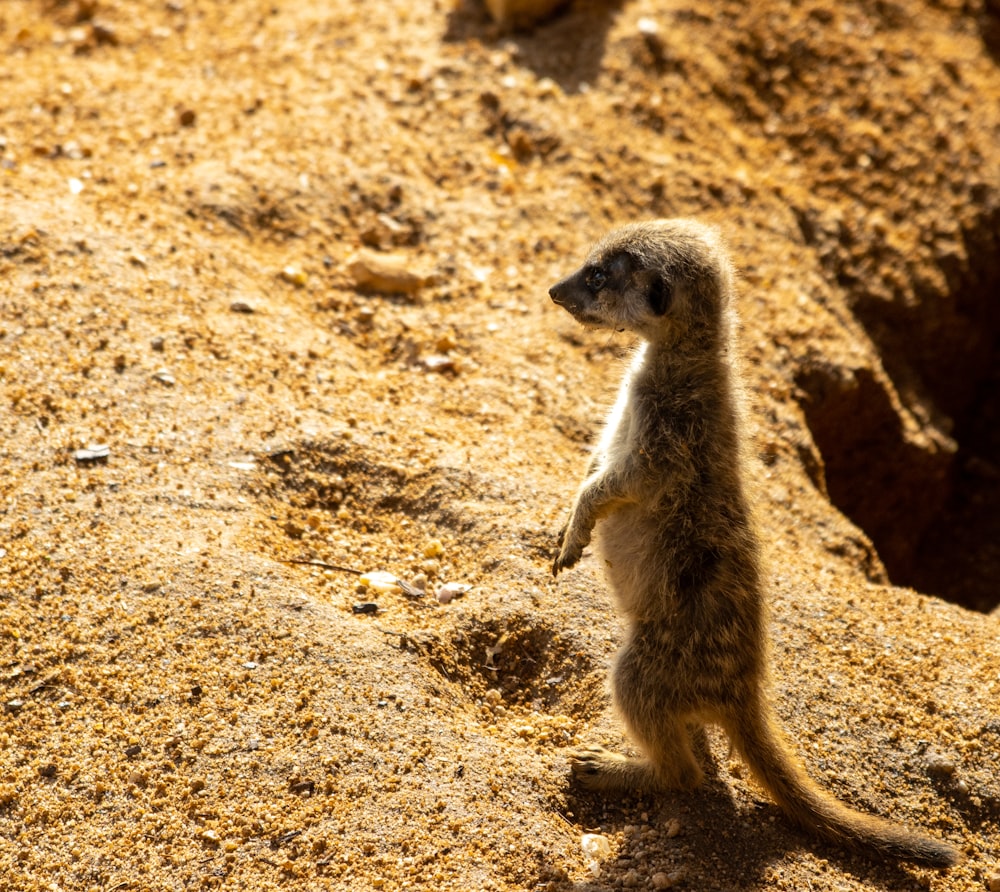 a small meerkat standing on its hind legs