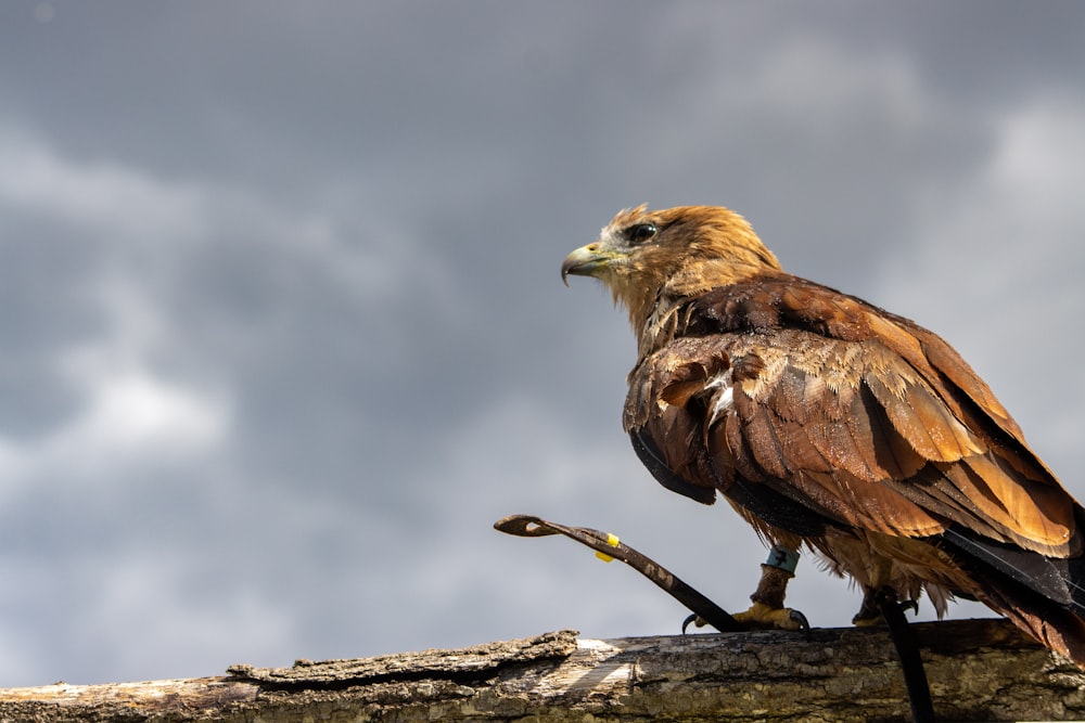 a large bird perched on top of a tree branch