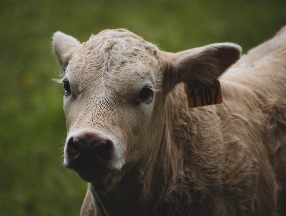 a close up of a cow with a tag on its ear