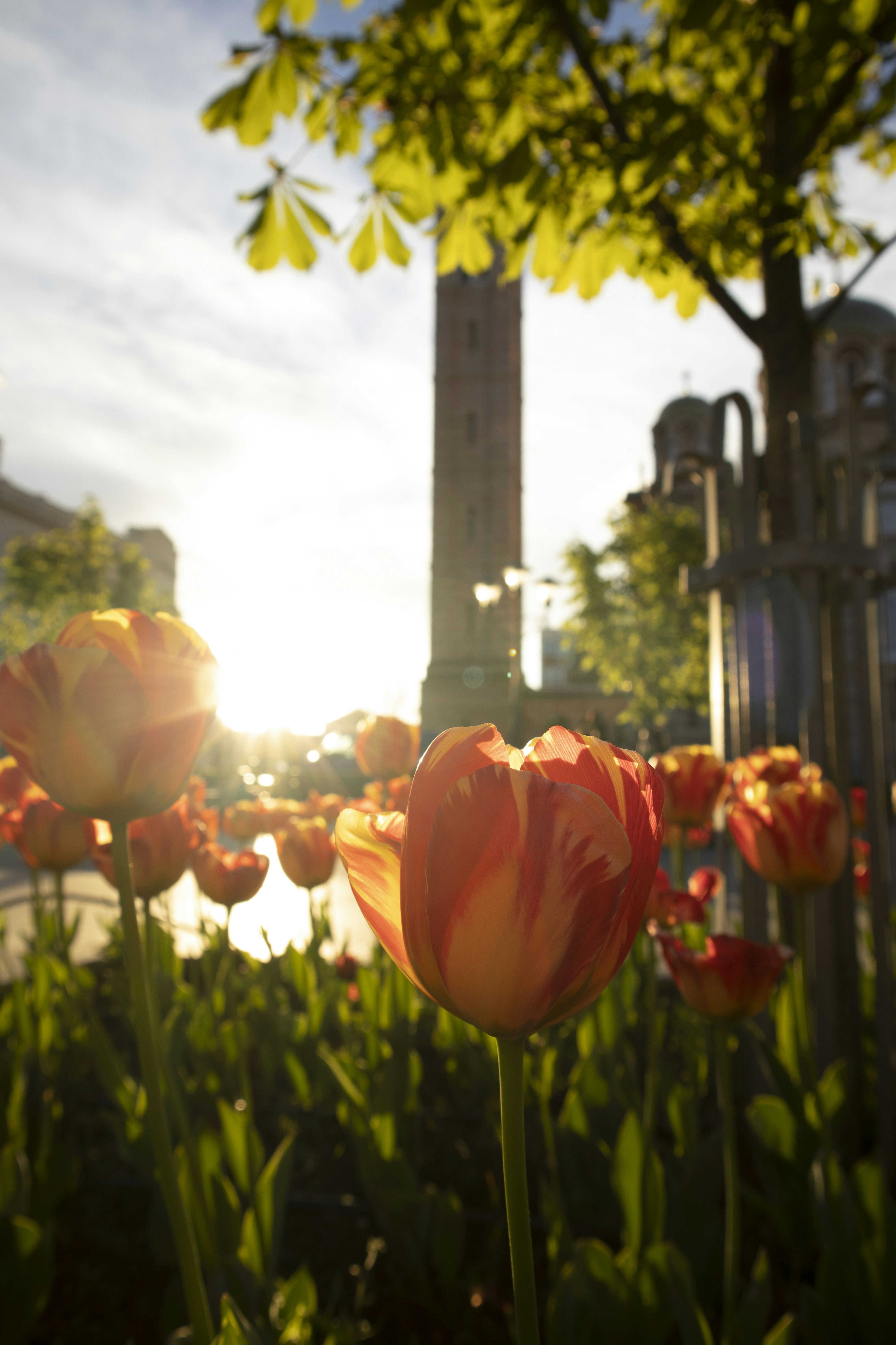 ein Strauß Blumen, die im Gras sind
