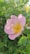 a close up of a pink flower with green leaves