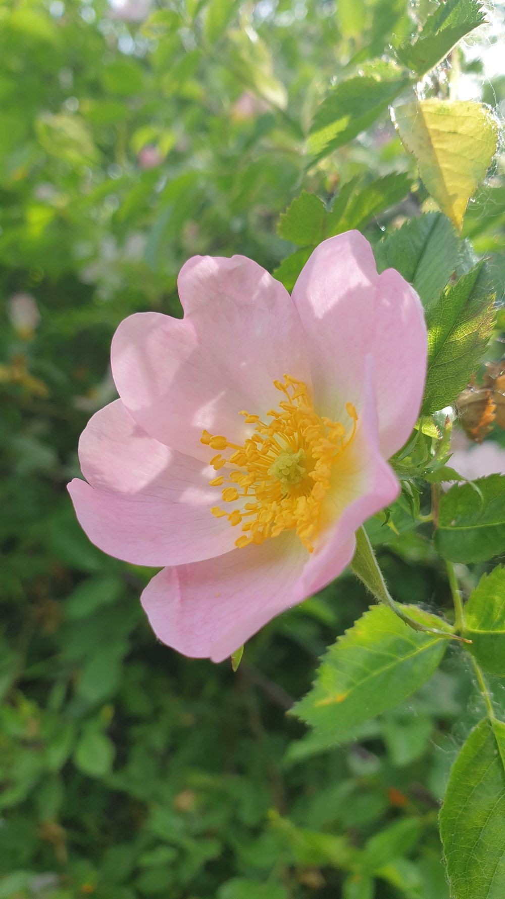 a close up of a pink flower with green leaves