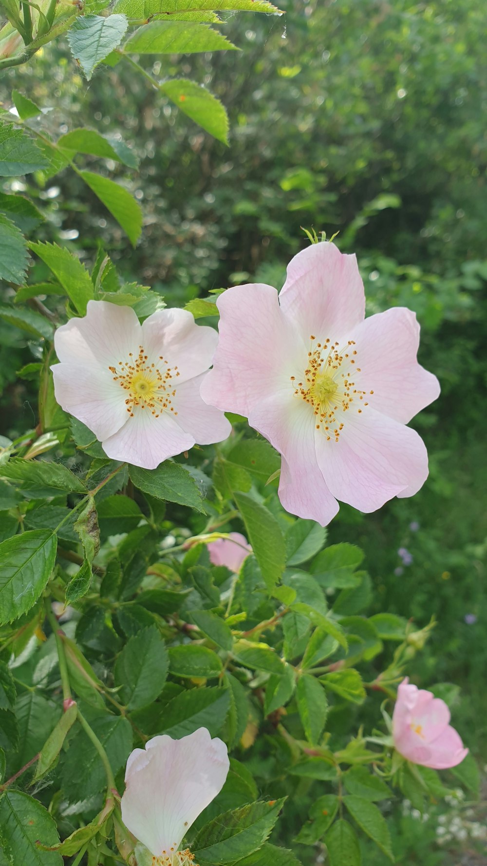 pink flowers are blooming in a garden