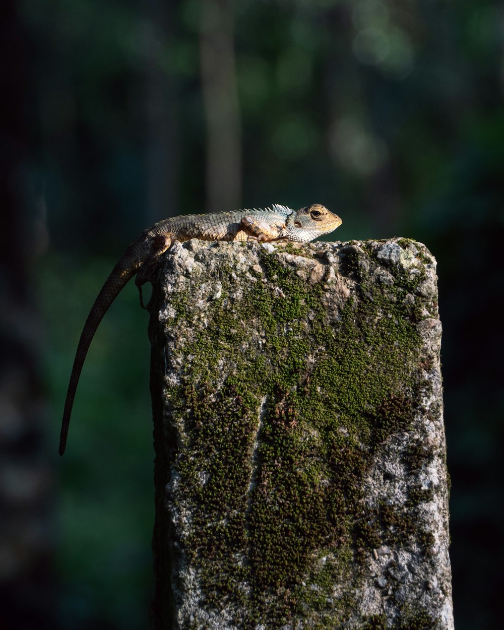 two lizards sitting on top of a moss covered rock