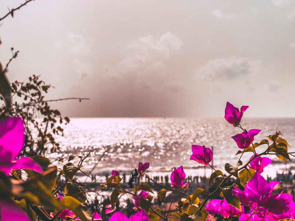 purple flowers in front of a body of water
