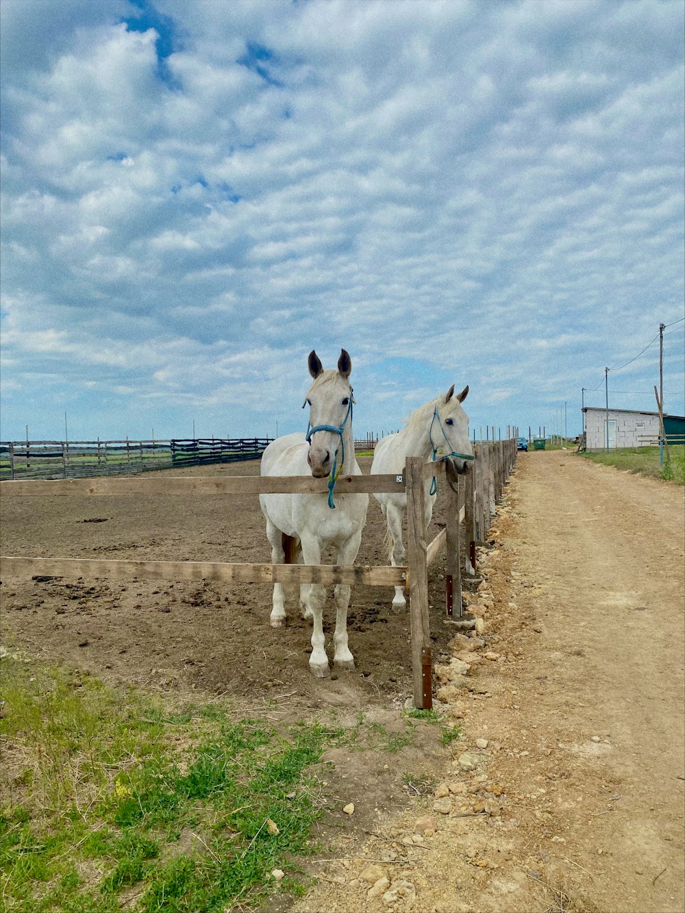 two white horses standing next to a wooden fence