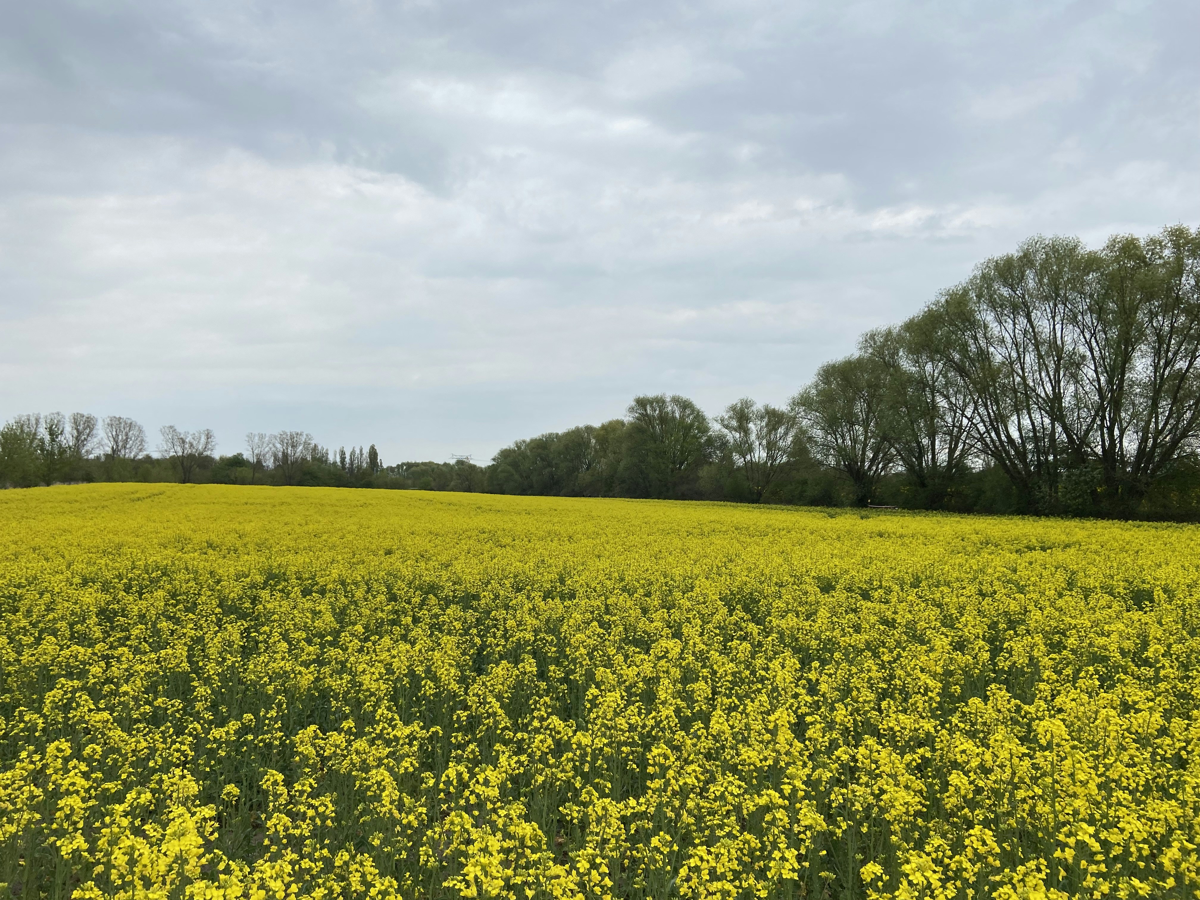 Photo by jonasfromberlin