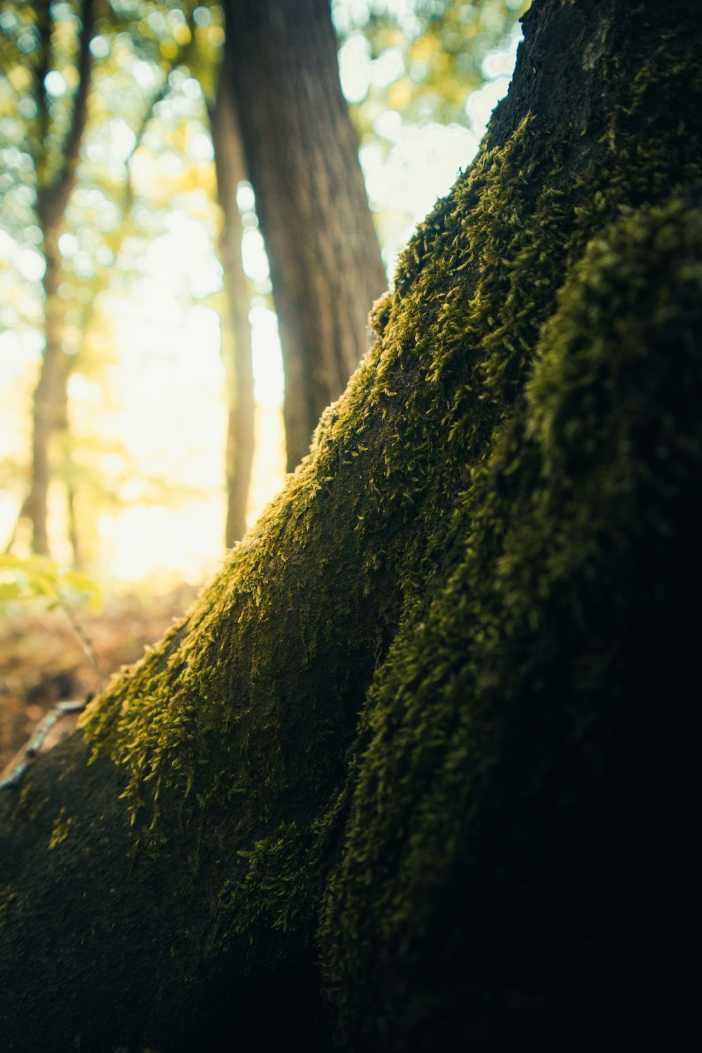 a moss covered tree trunk in a forest