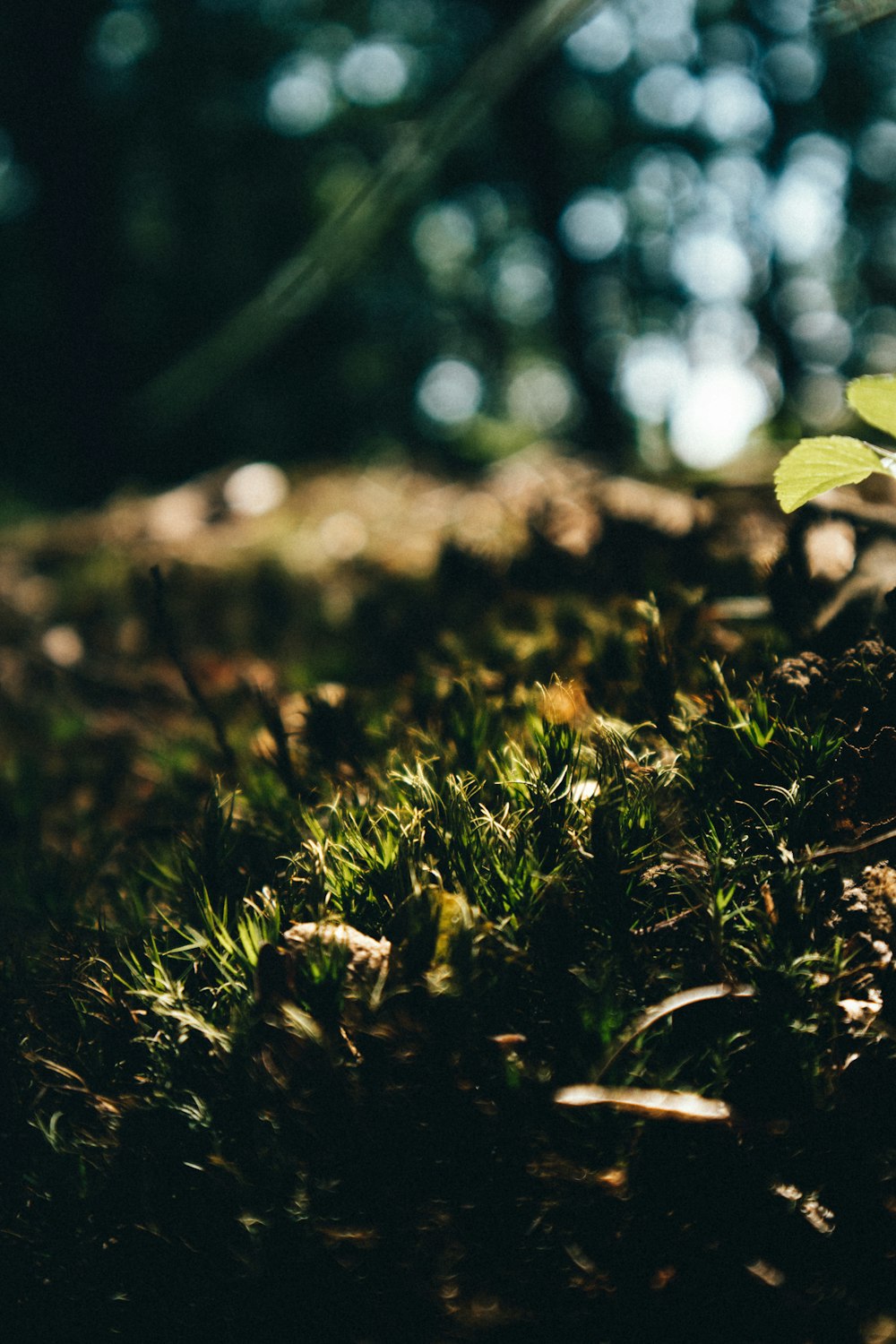 a small plant sprouts out of the ground