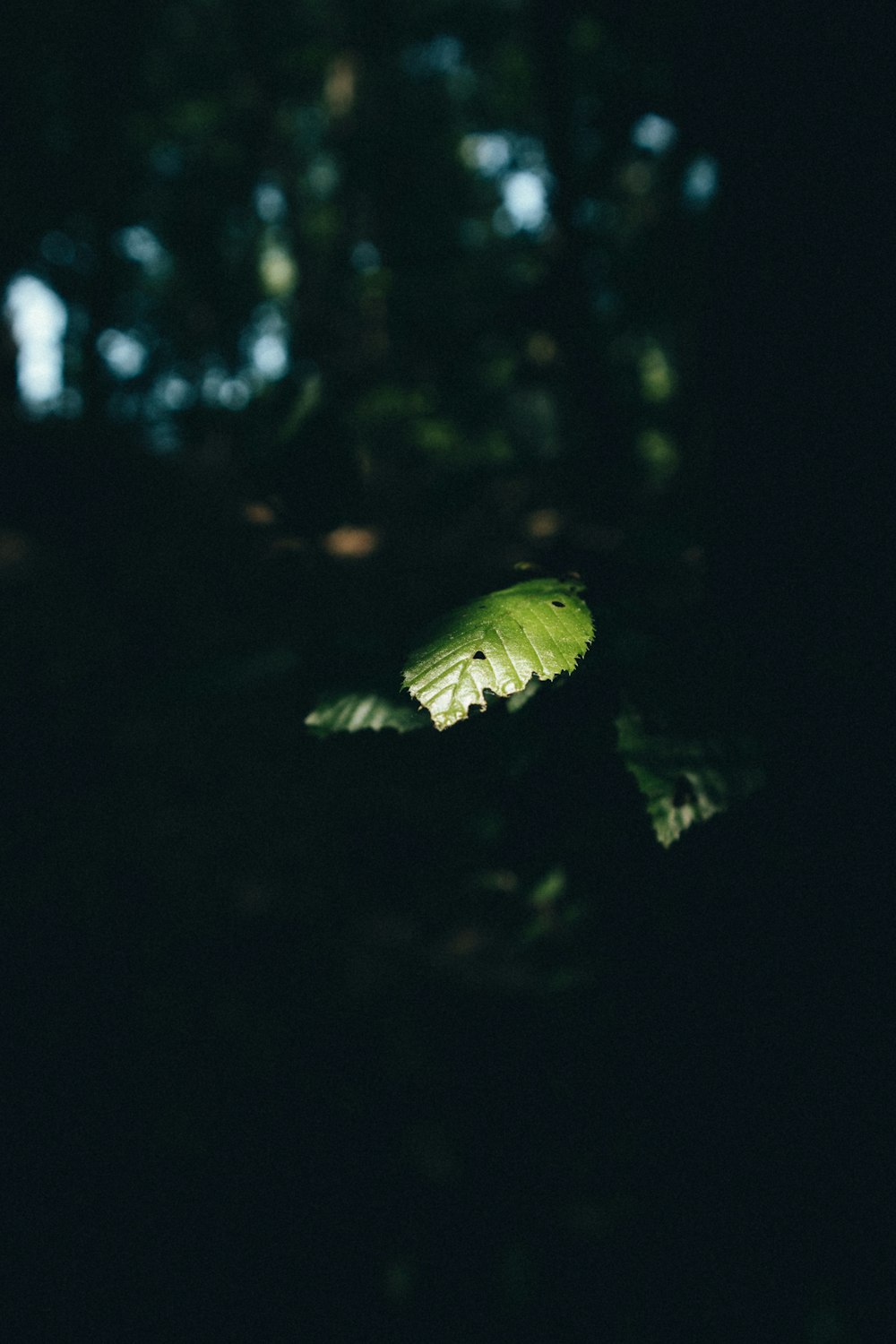 a leaf that is sitting in the dark