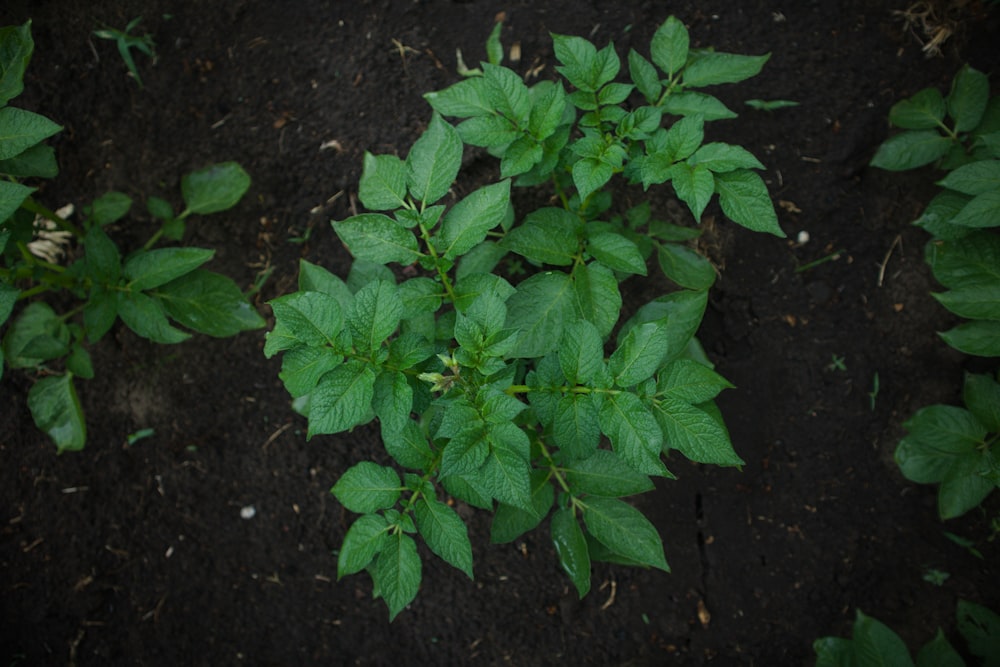 a close up of a plant with green leaves