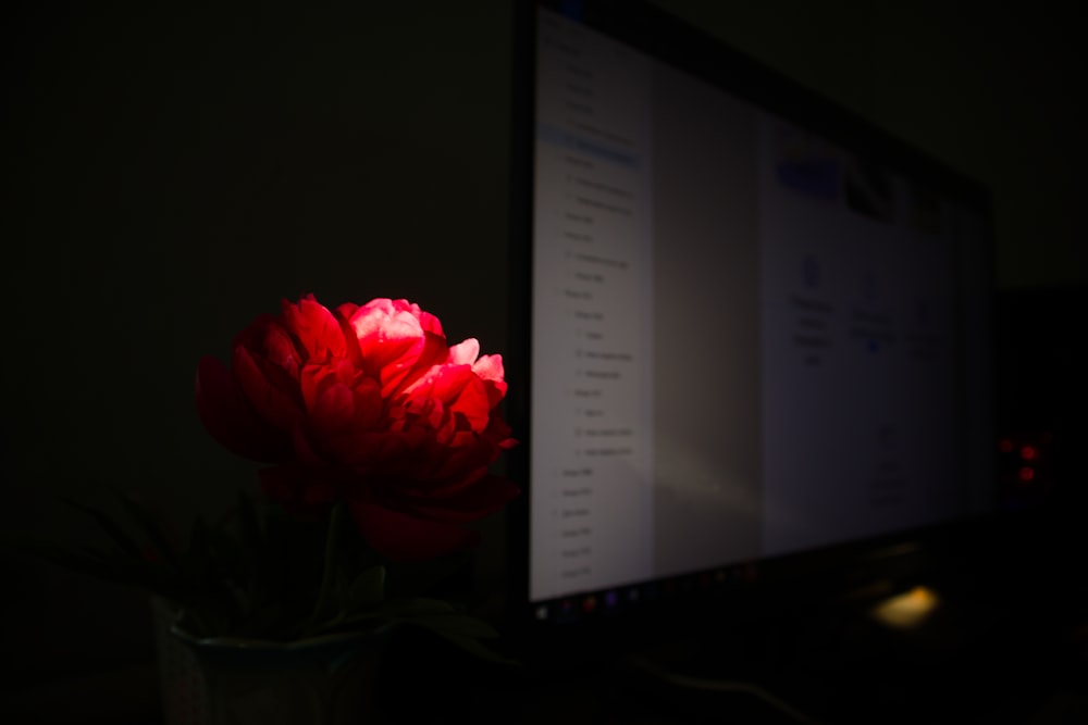 a red flower sitting in front of a computer monitor