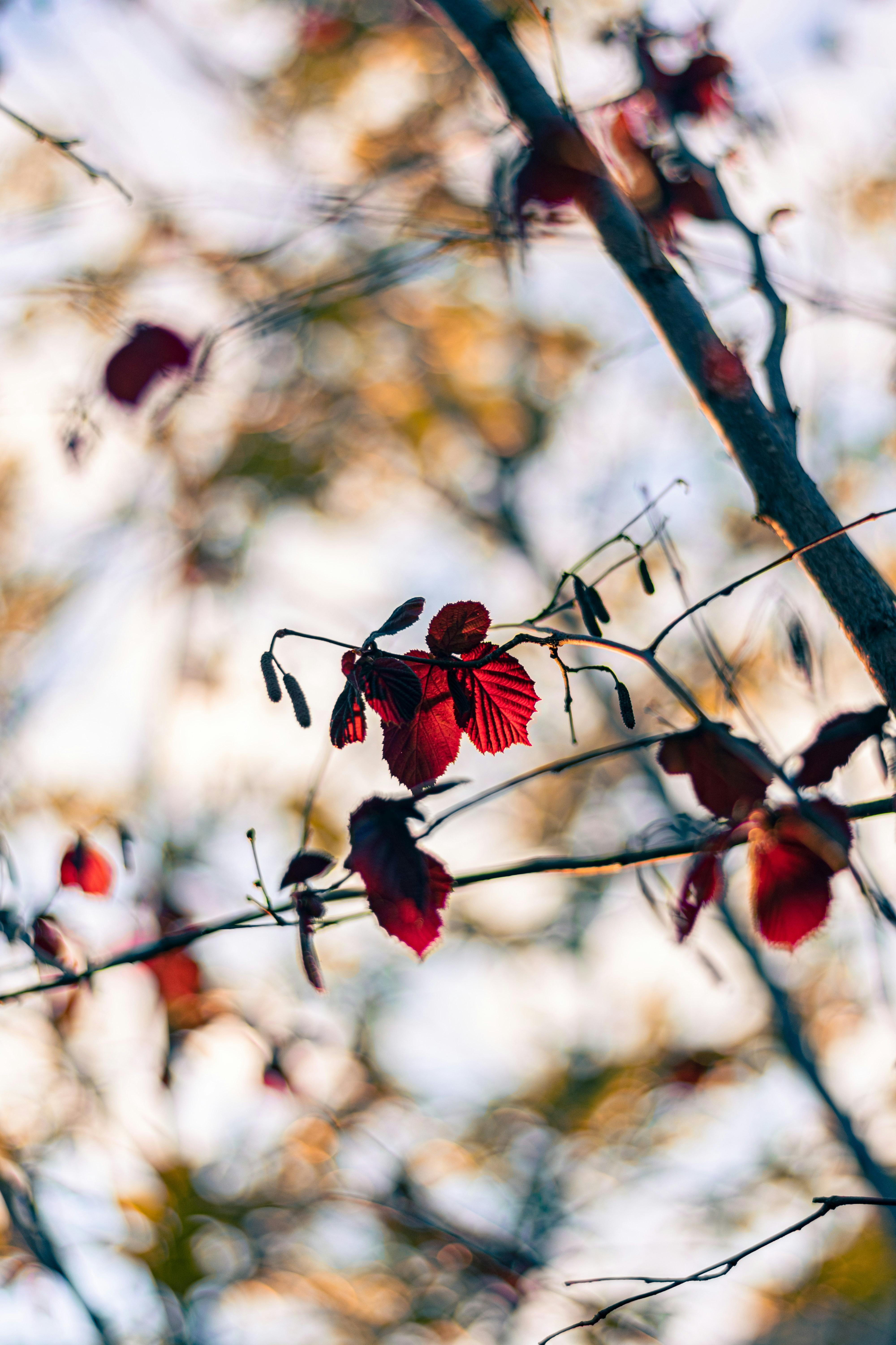 Photo by therealslkhv