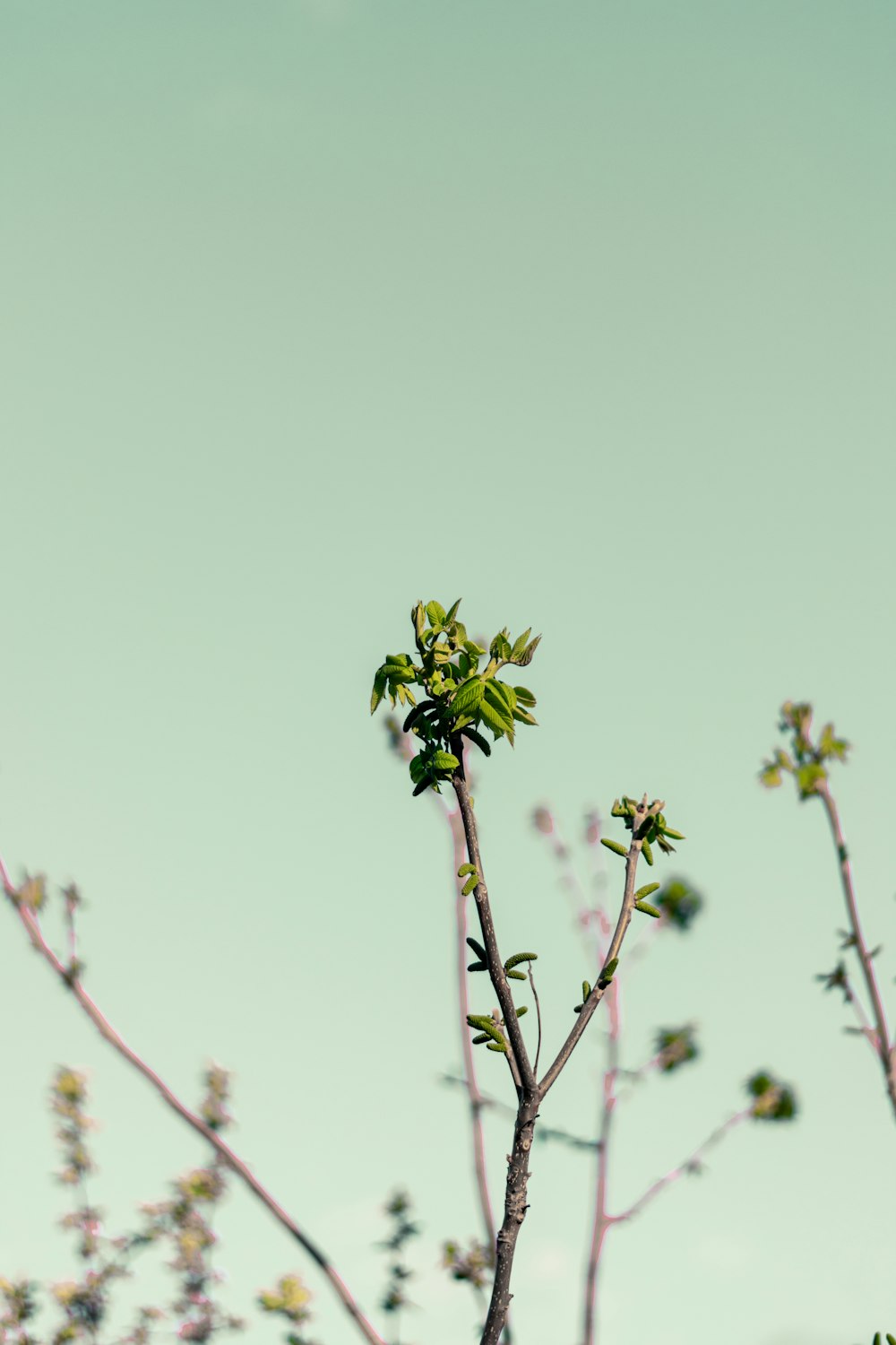 a tree branch with small leaves and a sky background