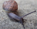 Close-up of a mystery snail's delicate antennae exploring a smooth glass surface.