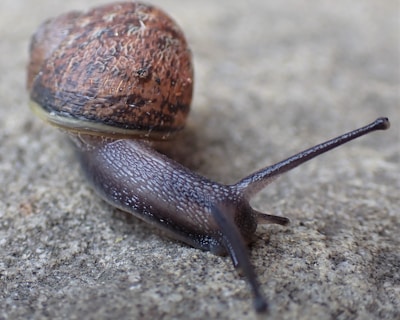 Close-up of a mystery snail's delicate antennae exploring a smooth glass surface.